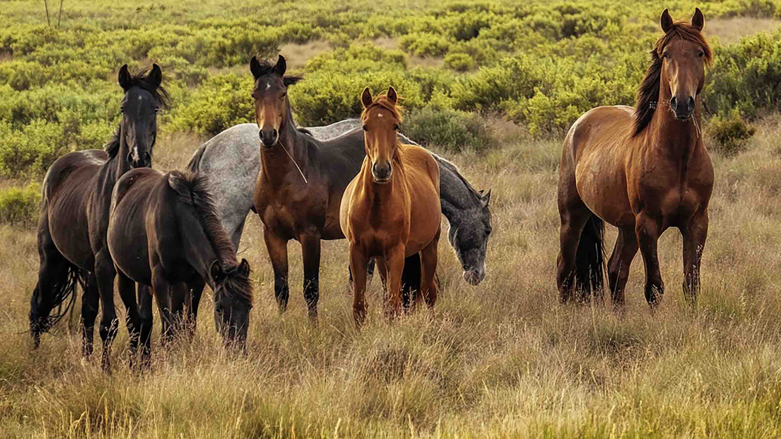 Australian Brumby, see Brumby